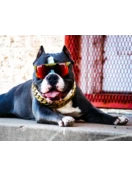 Pit Viper The Carnivore Single Wide 11 Pit Viper The Carnivore Single Wide - Image 11